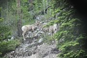 154 - Maligne Canyon, Medicine Lake, Maligne Lake - IMG_1234
